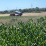 Locorotondo, Ostuni, ‘The White City’, Matera and Alberobello