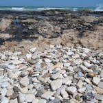 Masseria San Domenico – The Heart of Puglia