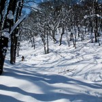 Day 4 Alone in the trees in Seki Onsen