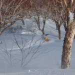 Day 4: Heading into the forest of Seki Onsen ski resort