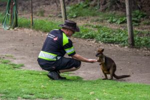 Why Professional Wildlife Removal Matters for Property Protection